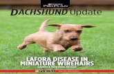 LAFORA DISEASE IN MINIATURE WIREHAIRS › sites › g › files › auxxlc...progressive myoclonic epilepsy in humans that occurs in late childhood or adolescence. Dr. Minassian identified
