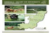 ODZALA - HEART OF DIVERSITYunchartedoutposts.com › images › category › 4 › 1624-Discover... · 2012-03-08 · AFRICAN RAINFOREST SAFARIS Odzala-Kokoua National Park, Republic