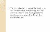 The neck is the region of the body that lies between the lower …qu.edu.iq/den/wp-content/uploads/2015/10/neck1.pdf · 2016-01-11 · Posterior Triangle The posterior triangle is