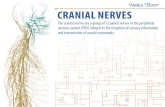 CRANIAL NERVES - Human Body › hubfs › eBooks › 2018 eBooks... · 2018-06-05 · oculomotor nerve. 6 trochlear nerve TROCHLEAR NERVE MOTOR Innervates the superior oblique muscle