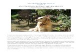 SOUTHERN GOLDEN RETRIEVER RESCUE · GOLDEN MOMENTS ISSUE 26 Newsletter of SOUTHERN GOLDEN RETRIEVER RESCUE Registered Charity Number 1098769 PO Box 112 Cranbrook Kent TN17 4RB Holly