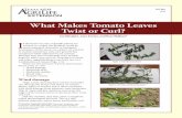 What Makes Tomato Leaves Twist or Curl? · 2018-10-30 · Hot dry weather may also cause a symptom called physiological leaf roll. This is a self-defense response, where leaves and