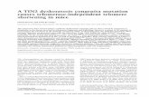 A TIN2 dyskeratosis congenita mutation causes telomerase …genesdev.cshlp.org/content/28/2/153.full.pdf · 2014-01-20 · The telomeropathies are diseases caused by defective telomeres