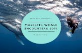 MAJESTIC WHALE ENCOUNTERS 2019 · 2019-07-02 · riding, bike riding -What are our chances swimming with whales? They are wild animals so we can never give 100% guarantee but we do