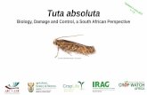 Tuta absoluta - Agricultural Research Council · Tuta absoluta leaf mines vary considerably, and may easily be confused with tuber moth mines. Not all mines exhibit clear finger-shaped