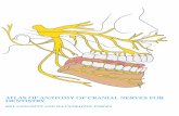 ATLAS OF ANATOMY OF CRANIAL NERVES FOR DENTISTRY · It was the basis for this Ana-tomy Compendium of the Nerves, focused on the ones of the oral cavity. Cranial Nerves There are twelve