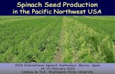 Spinach Seed Production...2018/03/01  · Global Spinach Seed Production Country Estimated hectares (2016-2017) Denmark >7,000 USA (OR, WA) 1,500-2,000 Holland 500 Italy 250 France