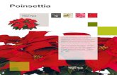 Poinsettia - SC Blondy Romania SRL · 2015-08-06 · Poinsettia Poinsettia Potting Weeks Our extensive and top-quality range of Poinsettias offers you the greatest flexibility in