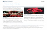 Poinsettias at a Glance - University of Florida · The poinsettia hornworm is a particularly serious problem, since it can rapidly defoliate an entire plant. If only a few are responsible
