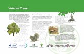 Veteran Trees - merton.gov.uk › assets › Documents › www2 › veteran_tr… · enhance the diversity value of veteran trees. Coronet cuts leave ragged, torn surfaces and provide