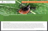 URBAN PLANNING AND VECTOR-BORNE DISEASES SUMMARY › docs › ...On_Urban_Planning_VBD.pdf · urban areas. VBD are increasing in cities and urban areas globally. Urban growth and