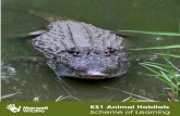 KS1 Animal Habitats€¦ · To know what a habitat is and to be able to name a variety of plants and animals in their habitats. Vocabulary: Habitat, water, food, air Activity: Show