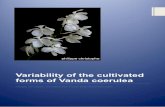 Variability of the cultivated forms of Vanda coerulealjunggrens.org/wp-content/uploads/2015/05/Variability-of...Variability of the cultivated forms of Vanda coerulea Griff. ex Lindl.