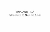 DNA AND RNA Structure of Nucleic Acids · The Trinity of Molecular Genetics: DNA, RNA and protein. 3. 4. One human cell contains about 2 meters of DNA, ... which is the basic unit