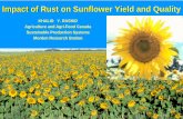 KHALID Y. RASHID Agriculture and Agri-Food …...Impact of Rust on Sunflower Yield and Quality KHALID Y. RASHID Agriculture and Agri-Food Canada Sustainable Production Systems Morden