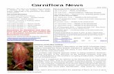 201506 Carniflora News DRAFT V2 - WordPress.com · 2015-06-08 · 3 Nepenthes aristolochioides l Plant of the Month – Cephalotus follicularis Kirk grows this plant in a large pot
