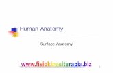 Human Anatomy - FisiokinesiterapiaTriangles of the Neck Neck/cervical region/cervix is a complex region that connects the head to the trunk. Spinal cord, nerves, trachea, esophagus,