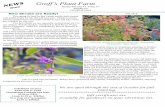 Groff’s Plant Farmgroffsplantfarm.com › media › Fall_15_e-copy.pdf · Fall color starting on a selection of our native button bush, Cephalanthus ‘Sugar Shack’. Purple berries