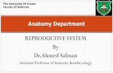 REPRODUCTIVE SYSTEM By Dr.Ahmed Salman...Nerve Supply : by the uterovaginal nerve plexus derived from the inferior hypogastric plexus. Lymphatic Drainage : Area Lymph group Fundus