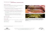 Diseases of crustaceans Viral diseases—Infectious myonecrosislibrary.enaca.org/Health/FieldGuide/pdf/Infectious myonecrosis.pdfDiseases of crustaceans Viral diseases—Infectious