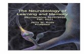 The Neurobiology of - Syllabus Archivesyllabus.colorado.edu/archive/NRSC-5032-20117-001.pdf · The Neurobiology of Learning and Memory Neuroscience 4032/5032 Fall, 2011 Jerry W. Rudy