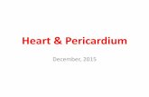 Heart & Pericardium - Islamic University of Gazasite.iugaza.edu.ps/eshaqoura/files/Heart-Pericardium.pdf · 2015-12-14 · 13 . Pericardial sinuses •Observe that the two sinuses