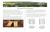 April 2013: Volume 6 Proper Pruning - Prince Edward Island › sites › default › ... · the young white pine tree. Corrective pruning can also help to repair damage caused by