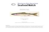 Rainbow Trout - Seafood Watch...Rainbow trout are a carnivorous species. At the operation under assessment the fish are fed a commercial pelleted diet with 19% fishmeal inclusion and