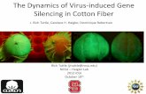 The Dynamics of Virus-induced Gene Silencing in Cotton Fiber · 2018-12-05 · The Dynamics of Virus-induced Gene Silencing in Cotton Fiber . Rich Tuttle (jrtuttle@ncsu.edu) NCSU