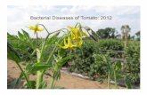Bacterial Diseases of Tomato: 2012 - Purdue …...• Bacterial spot-causes lesions on leaves, stems and fruit. Favored by warm (75-86 F), wet weather. • Bacterial canker Bacterial