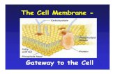The Cell Membrane- · 2019-11-11 · through the cell membrane easily. 16 Small molecules and larger hydrophobic molecules move through easily. e.g. O 2, CO 2, H 2O Semipermeable