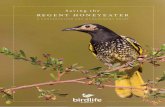 REGENT HONEYEATER - BirdLife...Due mainly to the rapid decline in the population estimate for the species, the Regent Honeyeater is listed as “Critically Endangered” under the