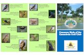 Common Birds of the Carambola Golf Club...crustaceans and insects. Size 35-36 cm Pied-billed Grebe Podilymbus podiceps) Feeds onaquaticinsects, , vertebrates and Size:30-38 White-cheeked