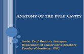 ANATOMY OF THE PULP CAVITYed.dent.psu.ac.th/var/www/service/Upload/files/Anatomy of... · 2019-09-26 · Pulp chamber : largest in the dental arch four pulp horns (MB, DB, MPa, DPa)