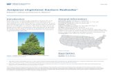 Juniperus virginiana: Eastern RedcedarJuniperus virginiana: Eastern Redcedar 3 is commonly available in the mid-west, is more open with spaces between branches at the top of the tree,