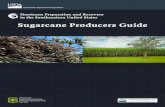 Sugarcane Producers Guide - erec.ifas.ufl.edu · Preparing for and recovering from hurricane events People who live and work in the Southeastern United States are unfortunately familiar