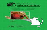 Big discoveries from tiny fruit ﬂies!...Big discoveries from tiny fruit ﬂies! Title FruitFlyMag6 Created Date 12/9/2014 9:56:21 AM ...