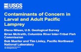 Contaminants of Concern in Larval and Adult Pacific Lamprey 5... · 2018-03-05 · Pacific Lamprey Contaminants Cl Cl Cl Cl Cl O Brm Brn (Cl)n 56 (Cl)n 4 23 65 4 32 Ammocoete larvae