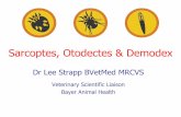 Sarcoptes, Otodectes & Demodex · mite of cats and dogs in the world •Over 50% of otitis externa cases in dogs and 85% in cats involve infestations with Otodectes •The mites do