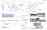 Quick-guide to common diatom genera in New Zealand fresh ... · Quick-guide to common diatom genera in New Zealand fresh waters . Valves circular, Centric . raphe or axial area never