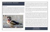 Wildlife Populations: Wood Duck The wood duck is a ...The Waterfowl Ecology and Management Program conducts the Atlantic Flyway reeding Waterfowl Survey each spring along with other
