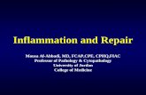 Inflammation and Repair - JU Medicine · TISSUE REPAIR: •Inflammation may cause injury and repair is critical after eliminating the enemy •Repair can be achieved by: –1. Regeneration