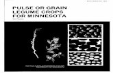 PULSE OR GRAIN LEGUME CROPS FOR MINNESOTA€¦ · pulse crops, but their major uses are for oil and the pro ... or industrial origin. Those of Minnesota crop origin are the meals