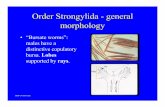 Order Strongylida -general morphologyparasitology.cvm.ncsu.edu/vmp930/lecture/ppt/... · morphology • Buccal area (mouth): use to subdivide these worms into 4 superfamilies. 1.Trichostrongyloidea