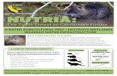 Nutria - Los Banos, California€¦ · Peggy A. Duhon Tail drag Identifying Nutria (Myocastorcoypus) Whiskers/ head Tail Body Hind feet Tracks Nutria Beaver Muskrat •Conspicuous