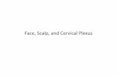 23-Face, Scalp, and Cervical Plexus · 2019-02-27 · Lecture Objectives •Review the general anatomical features of the face and scalp. •Describe blood supply, innervation, and