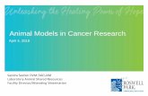 Animal Models in Cancer Research · 2019-10-25 · Humanized Mouse models •Mouse genes can be replaced with human genes to study gene function or to produce more human-like model