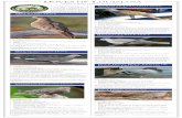 DOVES OF LOUISIANA · 2019-10-11 · DOVES OF LOUISIANA Identification: • Length: 10.5 inches • Medium-sized, somewhat slender dove with very thin neck • Black bill • Long