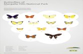 Butterflies of Margalla Hills National Park - IWMBiwmb.org.pk/wp-content/uploads/2018/06/Butterflies...Margalla Hills National Park Butterflies play mainly three roles in the ecosystem.