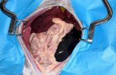 head - Western College of Veterinary Medicinestomach spleen liver stomach spleen region of abdominal esophagus liver fundus lesser omentum greater omentum region of abdominal esophagus